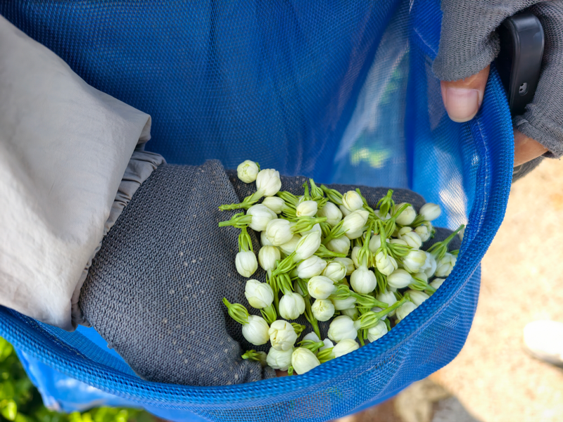 7月底的一天,日头高照、天气炎热,梁小兰现摘的茉莉花花苞饱满、紧实。澎湃新闻记者 高宇婷 摄 7月底的一天,日头高照、天气炎热,梁小兰现摘的茉莉花花苞饱满、紧实。澎湃新闻记者 高宇婷 摄