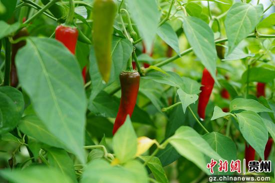 红绿交错的辣椒挂满枝头。周燕 摄