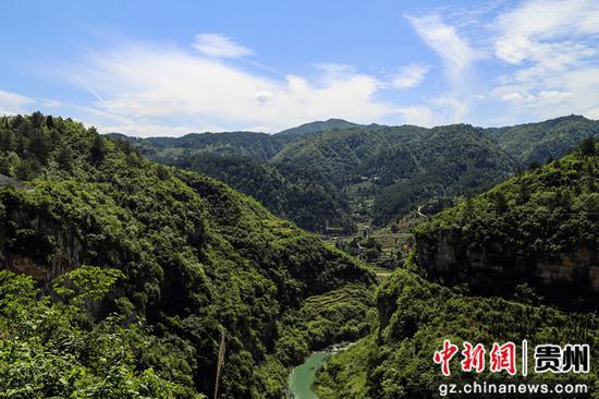 黔西中坪镇林场。裴建光 摄