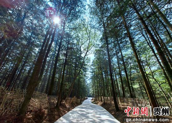 黔西国有林长大箐坡工队林木。潘华 摄