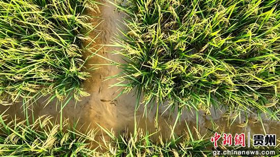 连心村迎来稻花鱼丰收季。