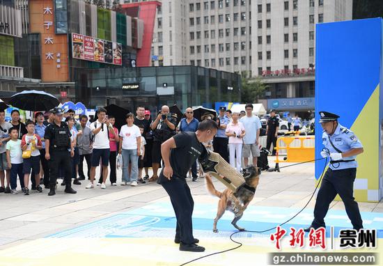 8月14日，在贵阳市公安局南明分局举行的“警营开放日”活动现场，刑侦大队警犬中队的警犬正在进行扑咬展示。