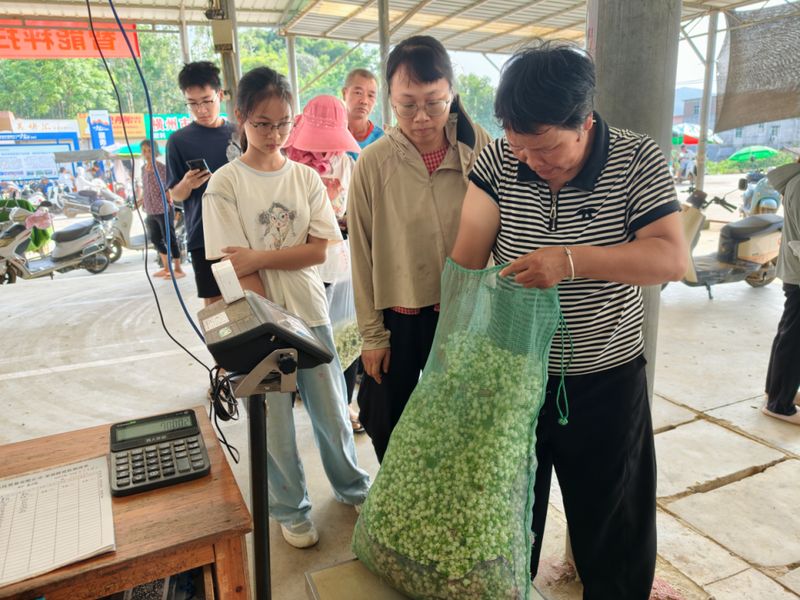 7月底,横州市校椅镇石井村茉莉花交易市场,花农排队卖花。澎湃新闻记者 高宇婷 摄 7月底,横州市校椅镇石井村茉莉花交易市场,花农排队卖花。澎湃新闻记者 高宇婷 摄