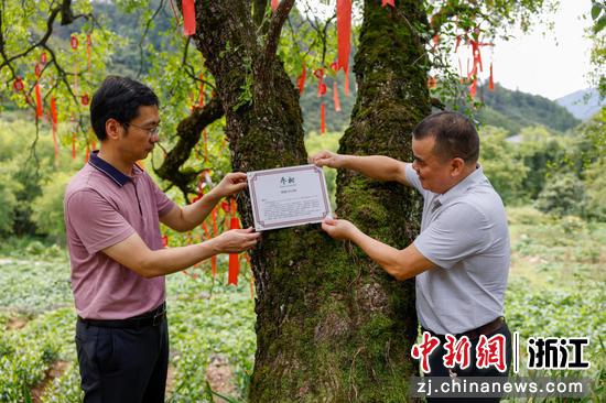 工作人员为树龄412年的“江南枣树王”悬挂专属保护铭牌。淳安县委宣传部供图 工作人员为树龄412年的“江南枣树王”悬挂专属保护铭牌。淳安县委宣传部供图