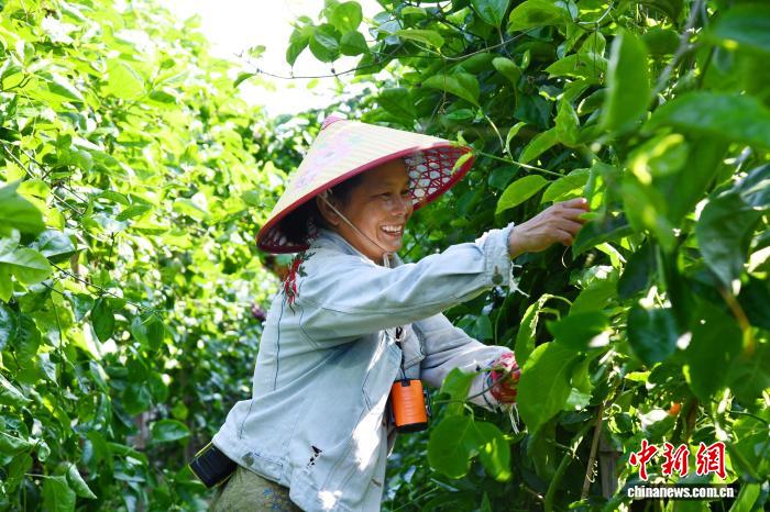 广西北海农民深耕设施蔬果种植 带动乡邻共富