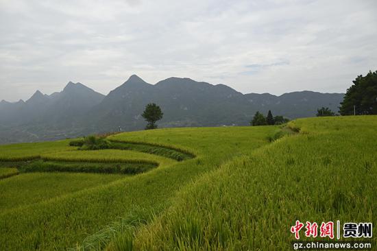 罗甸县沫阳镇羊场梯田一角。