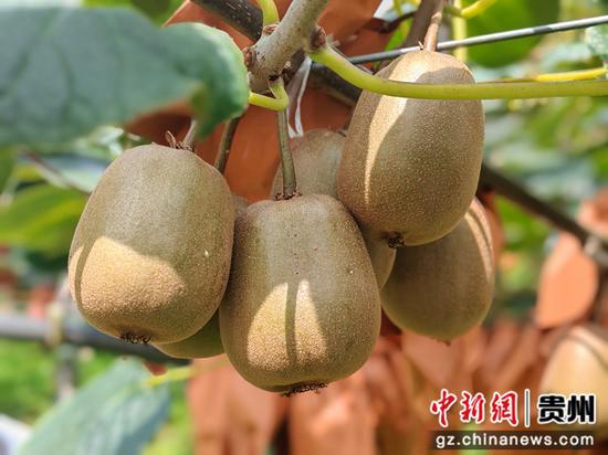 长势喜人的红心猕猴桃挂满枝头。李周媛 摄 长势喜人的红心猕猴桃挂满枝头。李周媛 摄
