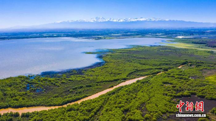 新疆青格达湖湿地守望者：20余年持续守候为候鸟留住家园