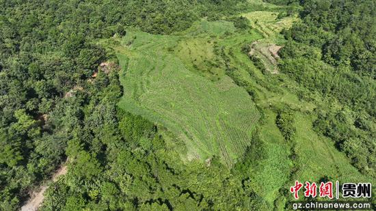 岑巩县天马镇细山村毛辣果种植基地。吴祥华 摄