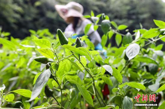 8月17日，贵州省遵义市，新蒲新区永乐镇山堡村辣椒基地待采摘的辣椒。中新社记者 瞿宏伦 摄
