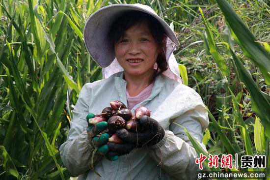 燕子口镇雄狮村阳荷种植基地阳荷丰收。王月 摄