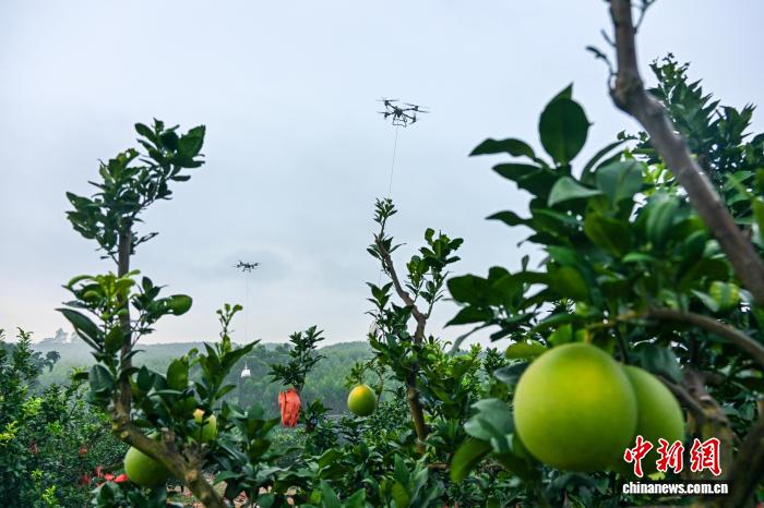 广西南宁千亩蜜柚迎丰收 无人机成运送“新主角”
