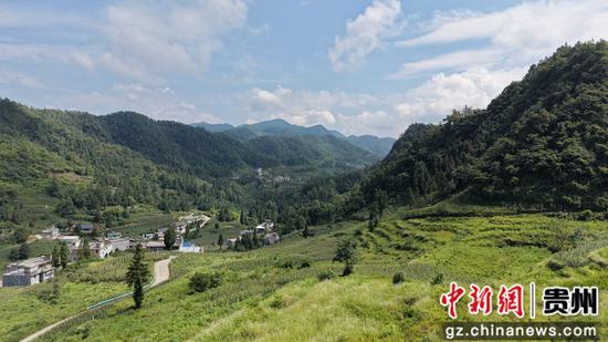燕子口镇雄狮村阳荷种植基地。王月 摄