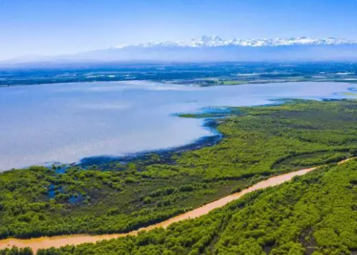 新疆青格达湖湿地守望者：20余年持续守候为候鸟留住家园
