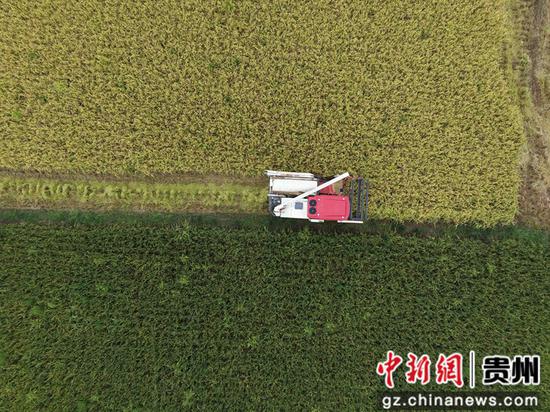 余庆县敖溪镇早稻收割现场。李宁 摄