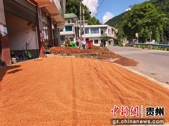 贵州省黔西市花溪乡挖扰村村民凉晒的高粱。 贵州省黔西市花溪乡挖扰村村民凉晒的高粱。
