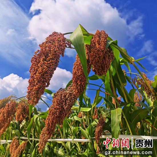 红缨子高粱。 红缨子高粱。