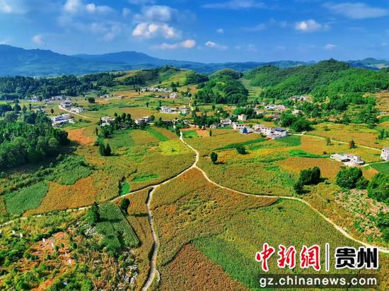 贵州省黔西市重新镇龙虎村高粱种植基地 贵州省黔西市重新镇龙虎村高粱种植基地