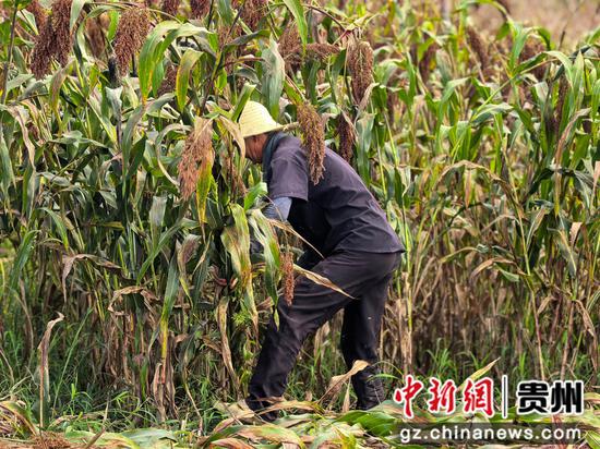 贵州省黔西市平桥村村民正在抢收高粱。 贵州省黔西市平桥村村民正在抢收高粱。