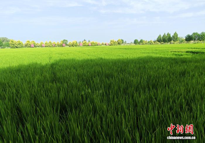 位于塔克拉玛干沙漠边缘的羊脂籽米基地。史玉江 摄