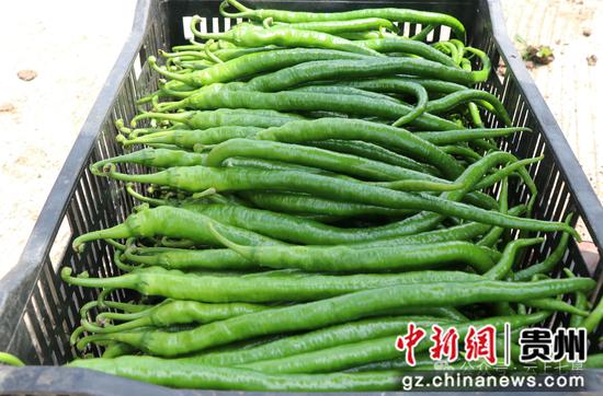 双堰社区高标准农田辣椒种植基地 辣椒获得丰收。 刘娟 摄