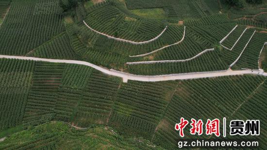 白泥村高标准农田航拍大景。 邱梦如 摄