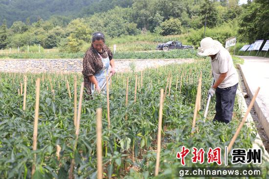 双堰社区居民在辣椒基地里务工。 邱梦如 摄