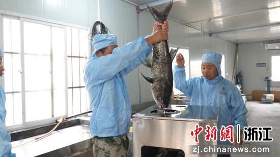千峡湖有机鱼。 张俊英 供图 千峡湖有机鱼。 张俊英 供图