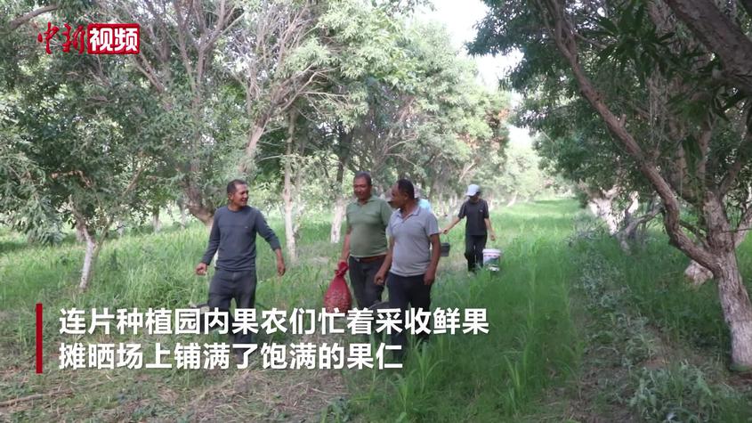中国最大巴旦木产地迎来大规模采摘晾晒 已销往海外多国