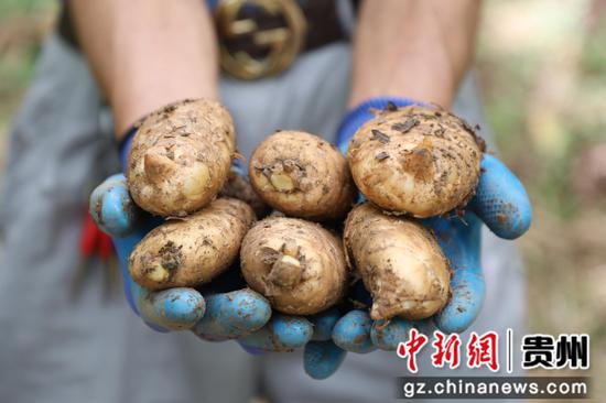 海子街镇龙塘村百亩天麻获得丰收 农户正在采收。 邱梦如 摄