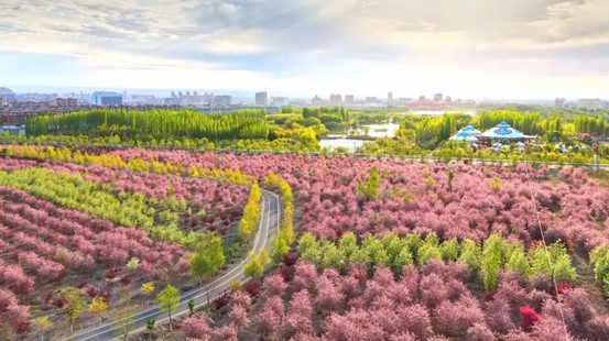 春日博乐市万亩海棠生态园繁花漫野（资料图）。博尔塔拉融媒体中心图库