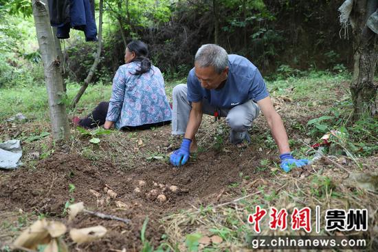 海子街镇龙塘村百亩天麻获得丰收 农户正在采收。 邱梦如 摄