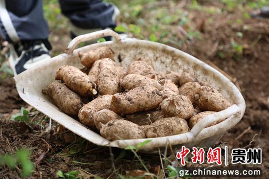 海子街镇龙塘村百亩天麻获得丰收 农户正在采收。 邱梦如 摄
