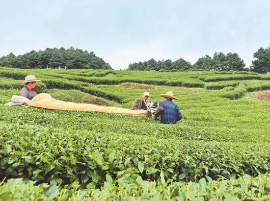 大黔茶公司茶叶基地工人使用机器采茶。 本报记者 黄瑶 摄