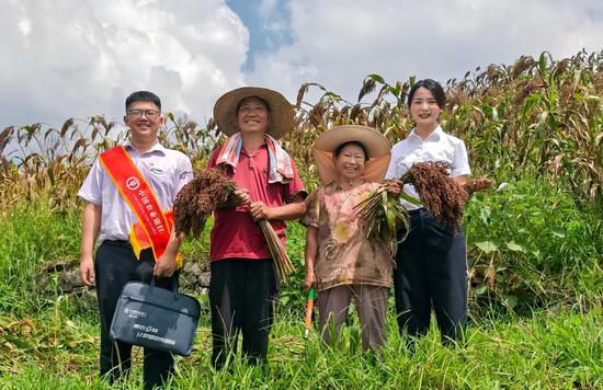 农行工作人员高粱种植基地实地调研
