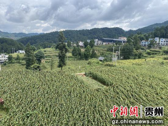 今年高大坪镇高粱订单种植面积达24060亩，经过全面测产核验，平均亩产达到340公斤，产量表现稳定。