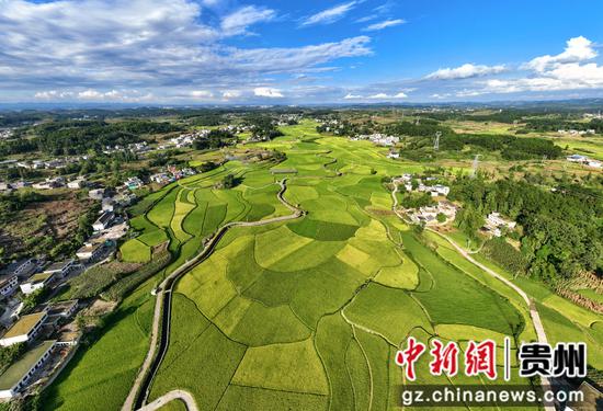 贵州黔西金碧镇铧口寨社区稻田