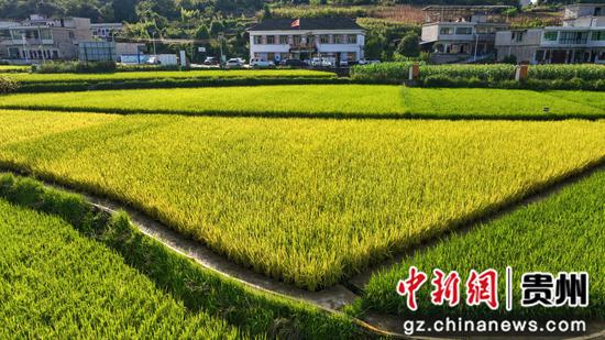 贵州黔西金碧镇铧口寨社区水稻长势喜人