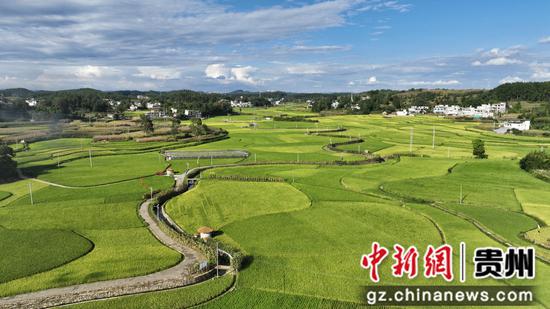 黔西7.2 万亩水稻丰收在即
