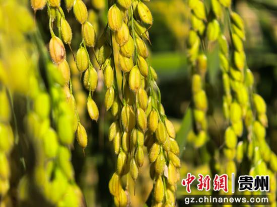 贵州黔西金碧镇铧口寨社区水稻颗粒饱满