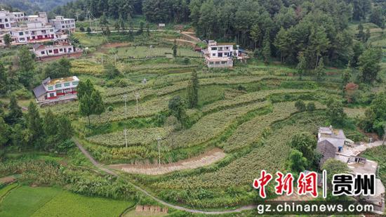 在仁怀市高大坪镇青峰村高粱种植示范基地，连片的红高粱缀满枝头、迎风摇曳，色泽红润、颗粒饱满。
