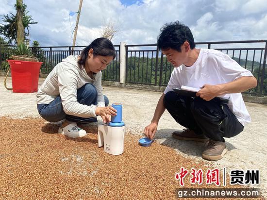 工作人员通过现场收割、装袋称重、杂质扣除、水分检测等一系列规范操作，精准测算亩产量，翔实记录各项核心数据，为产业发展研判提供坚实数据支撑。