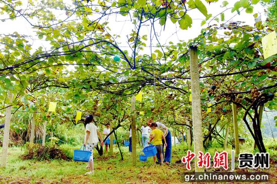 游客在平加村红心猕猴桃种植基地体验采摘。姜泽光 摄