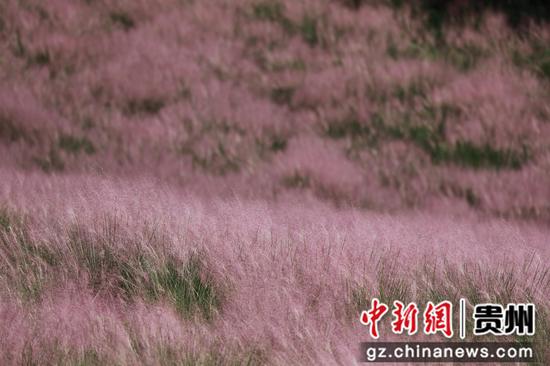 粉黛花海
