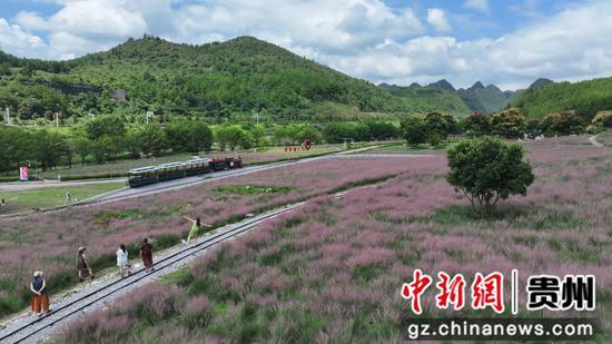 粉黛花海