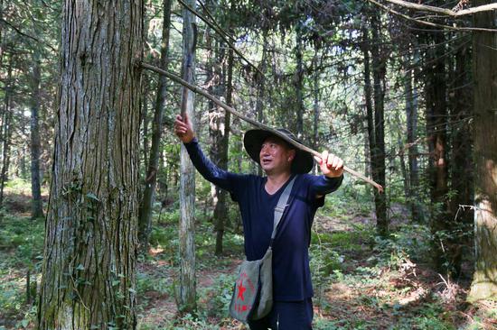 护林员在凤冈县东方红国有林场巡山护林。饶云  摄