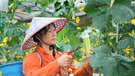 村民正在采摘丝瓜
