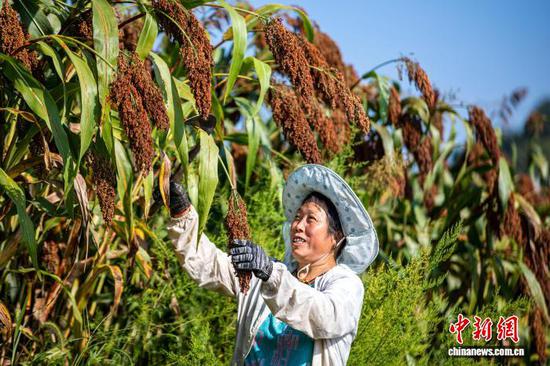 时下，贵州省黔西市8万亩优质高粱迎来丰收季，当地农民抢抓晴好天气收割成熟的高粱，确保颗粒归仓。近年来，黔西市以科技赋能、订单兜底、全链条服务等为抓手，持续做大做强优质酒用高粱特色产业，推动乡村全面振兴。图为8月27日，贵州省黔西市重新镇龙虎村高粱种植基地，村民在收割成熟的高粱。史开心 摄