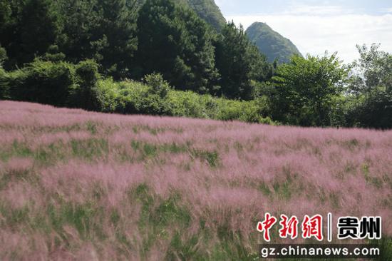 粉黛花海