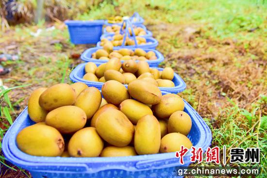 在平加村红心猕猴桃种植基地，游客采摘的猕猴桃。姜泽光 摄